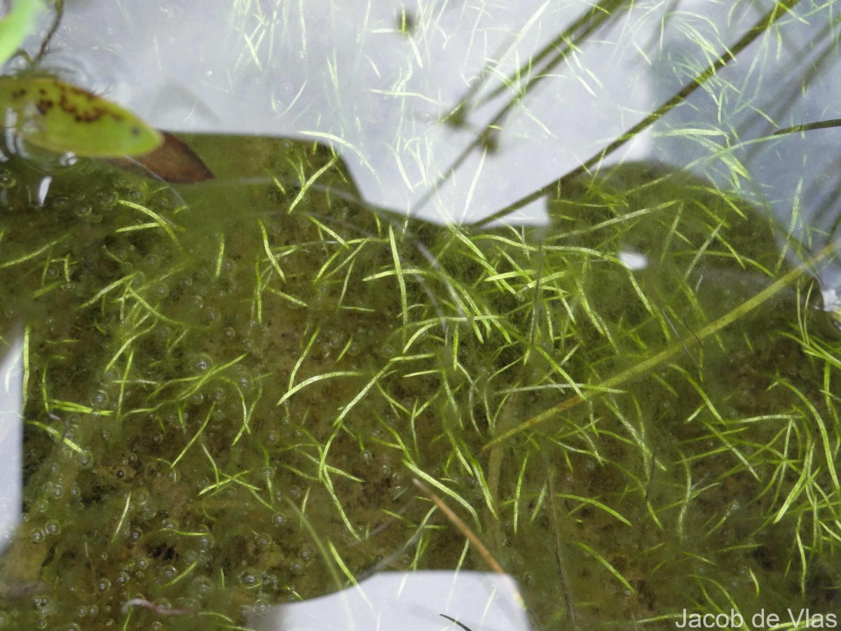 Utricularia reticulata Sm.